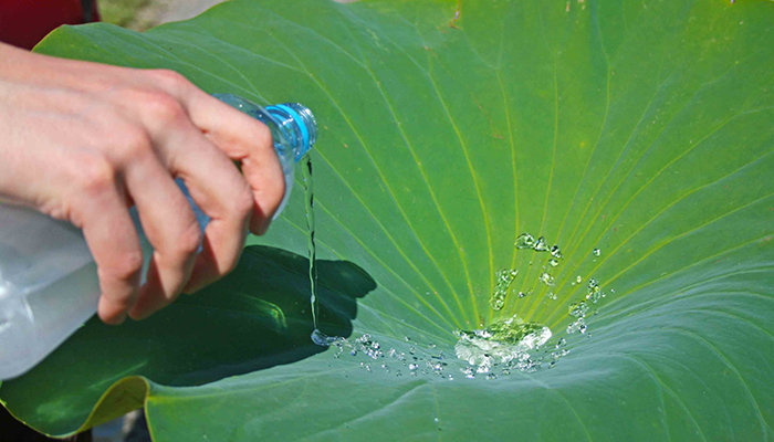 Water-repellent-for-leaves